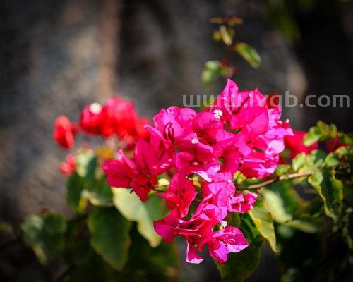 三角梅的花语,三角梅的花语