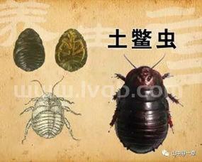 土鳖虫的作用与功效土鳖的功效与作用点的功效