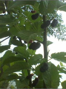 桑葚的吃法绿茶的功效与作用和禁忌