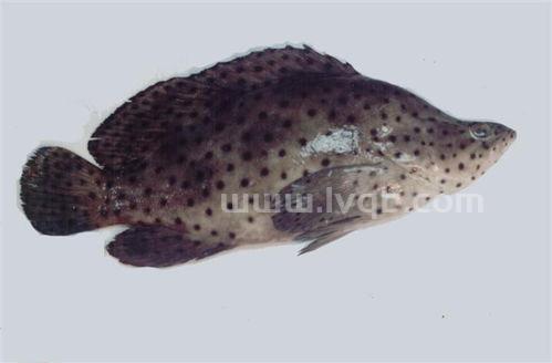 这是什么鱼 (老鼠斑鱼图片)