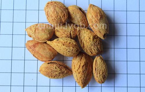 巴旦木功效与作用哪种坚果叶酸含量高