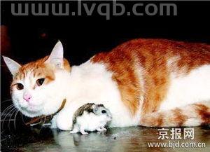 蛇怕猫还是猫怕蛇蛇怕什么动物
