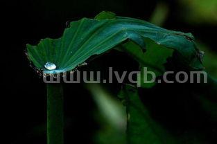 荷叶上的露珠像什么,比喻句(露珠像什么比喻句)