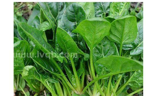 菠菜好消化吗多吃菠菜有什么好处