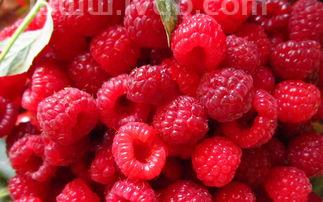 红树莓怎么吃(树莓的正确吃法)