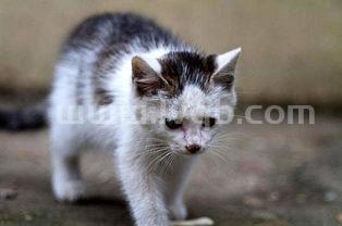 请问吃猫肉有什么功效 (猫肉的功效与作用)