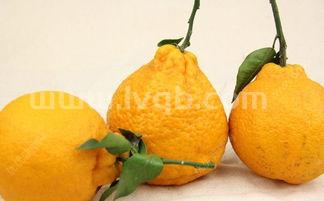 丑橘的热量一个丑橘的热量是多少