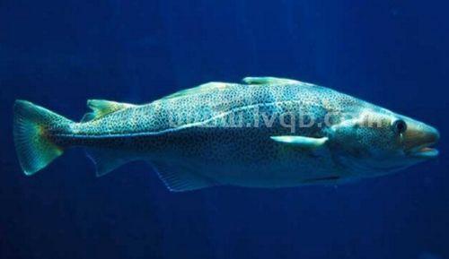 怎么分辨油鱼和鳕鱼的区别 味道(油鱼和鳕鱼的区别)