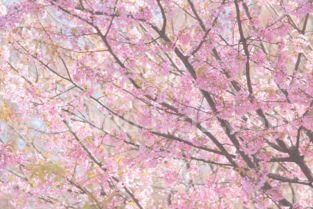 樱花的花语是什么樱花花语是什么