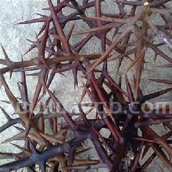 皂角刺的作用皂角刺的功效与作用