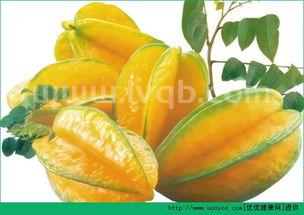 杨桃孕妇可以吃吗孕妇可以吃杨桃吗