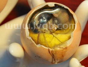 活珠子的营养价值鸡蛋活珠子营养价值