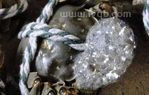 螃蟹吐泡沫后会不会死(螃蟹吐泡泡)