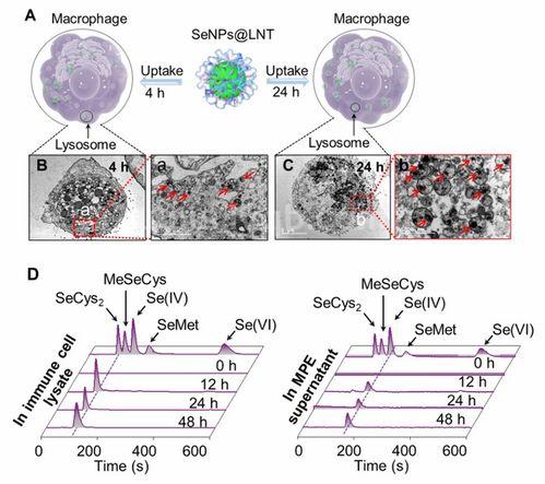 硒的功效与作用硒的功效与作用
