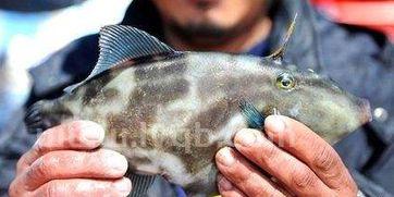 场买的大海鱼颜色很好看,但吃起来臭的是什么回事(马面鱼多少钱一斤)