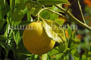 柠檬什么季节成熟,柠檬几月份成熟