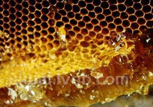 蜂胶的作用与功效吃蜂胶有什么好处