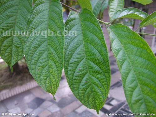 使君子图片,这是什么树?