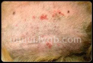 皮肤病图片大全,皮肤病对照图