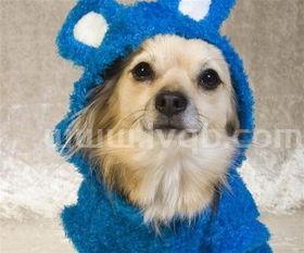 哪种狗狗最温顺最聪明好养(最温顺的狗)