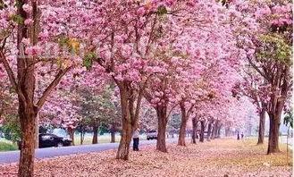 天降女子樱花未增删翻译中文翻(关于美女下体照片的信息)